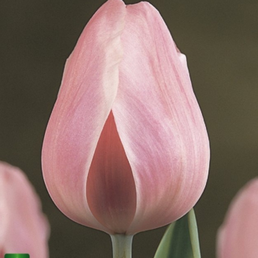 Tulipán hagyma -  Világos Rózsaszín